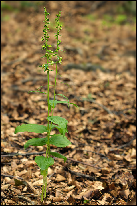 Epipactis dalla Apuane